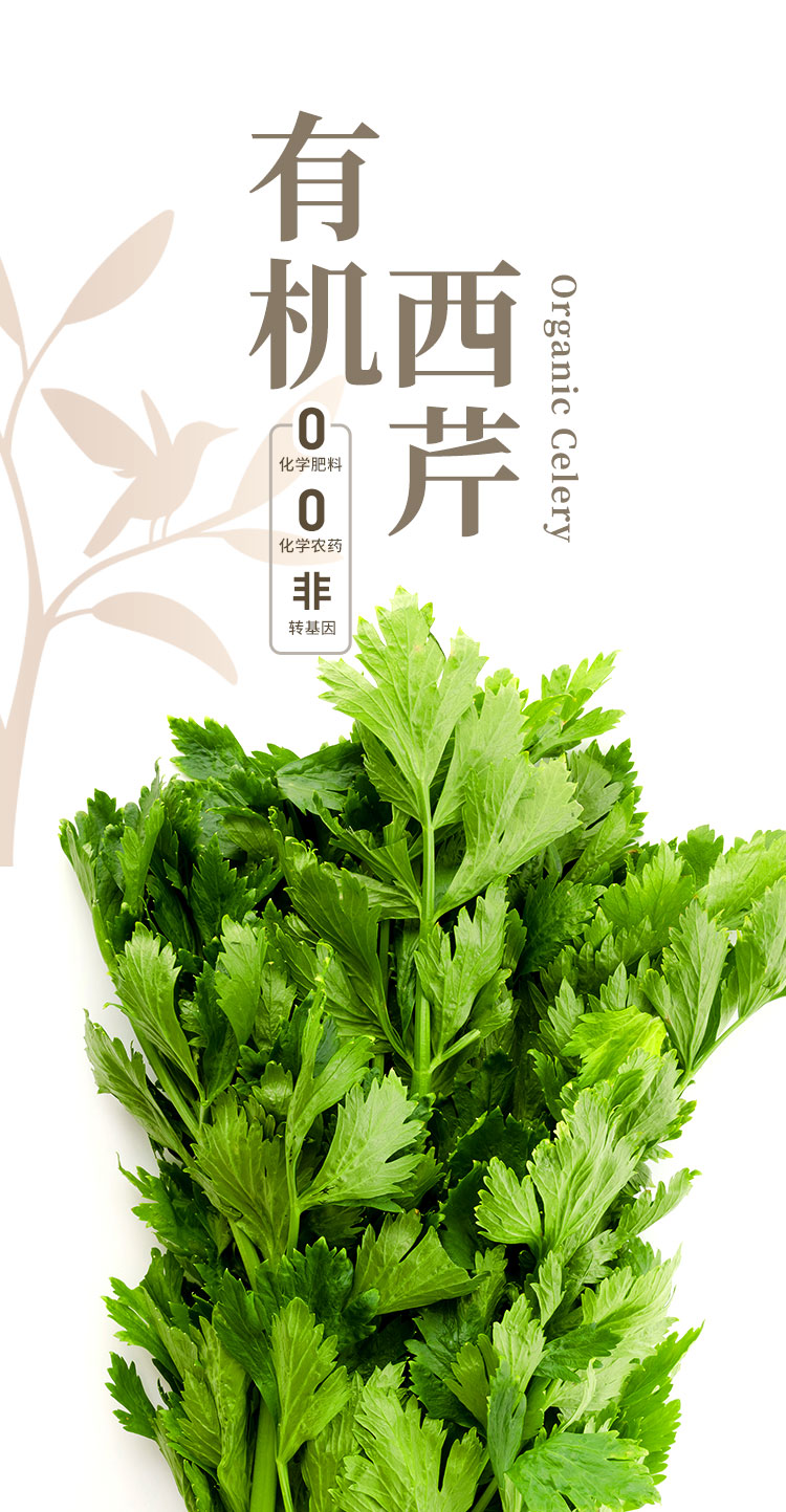 有机西芹-通用_01.jpg