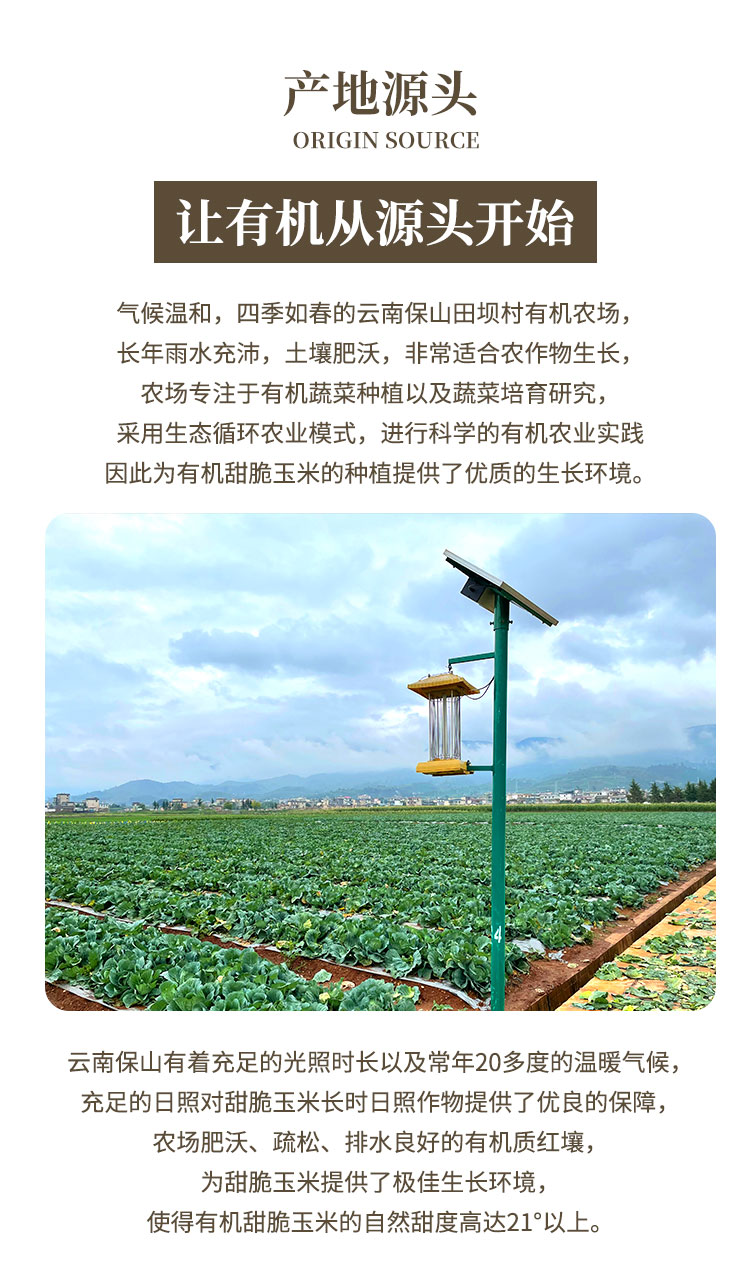 有机甜脆玉米-通用_03.jpg